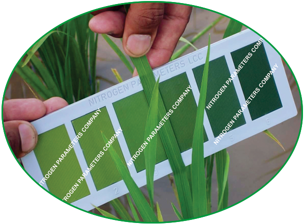 About Leaf Color Chart LCC  - Wisconsin Fast Plants Leaf Color Chart