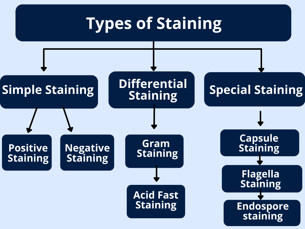 Acid Fast Staining Method RBR Life Science - Chart Of Acid Fast Staining Steps