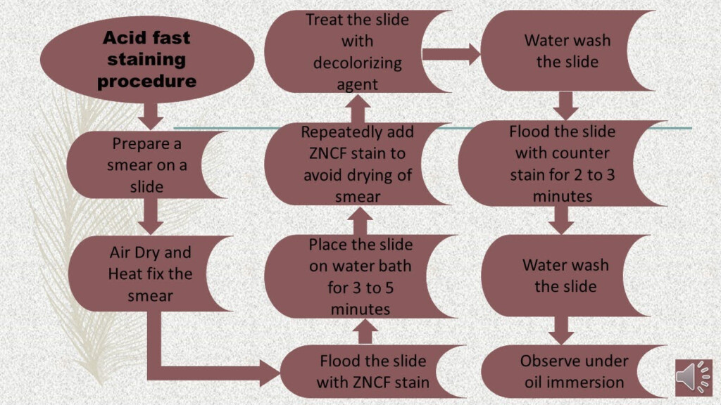 Acid Fast Staining Technique And Its Details In English YouTube - Acid Fast Staining Flow Chart
