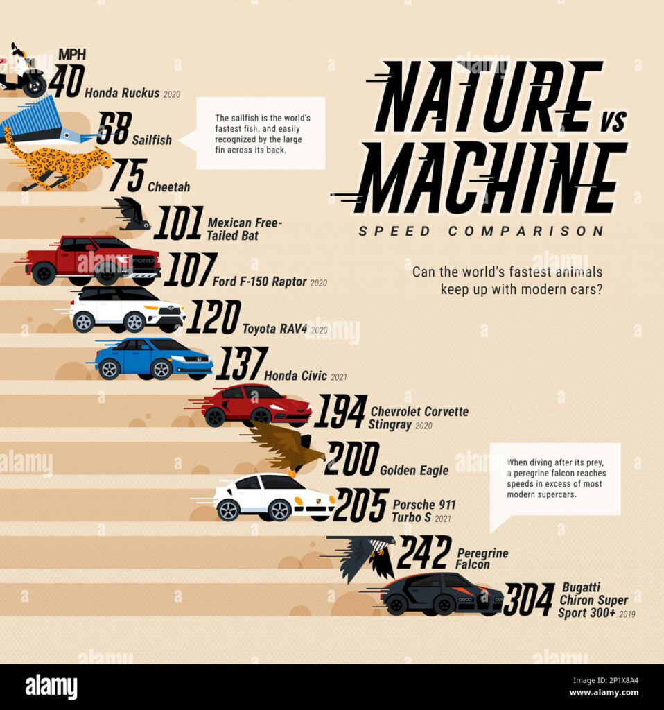 Animal Speed Vs Cars Infographic Chart Stock Photo Alamy - Fast Friday Speed Charts