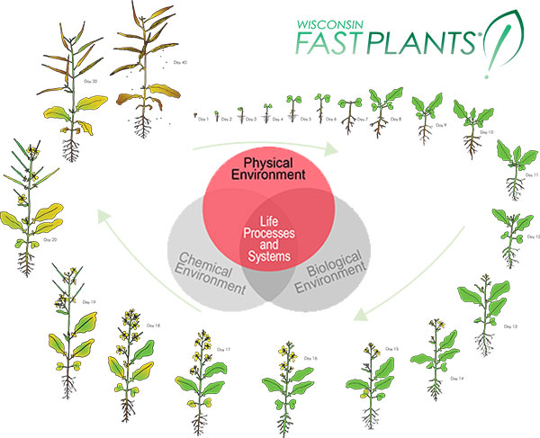 Brassica Rapa Life Cycle - Wisconsin Fast Plant Growth Chart