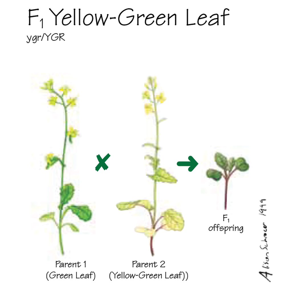 Brassica Rapa Wisconsin Fast Plants F1 Yellow Green Leaf Seed Pack  - Wisconsin Fast Plant Leaf Color Chart Green