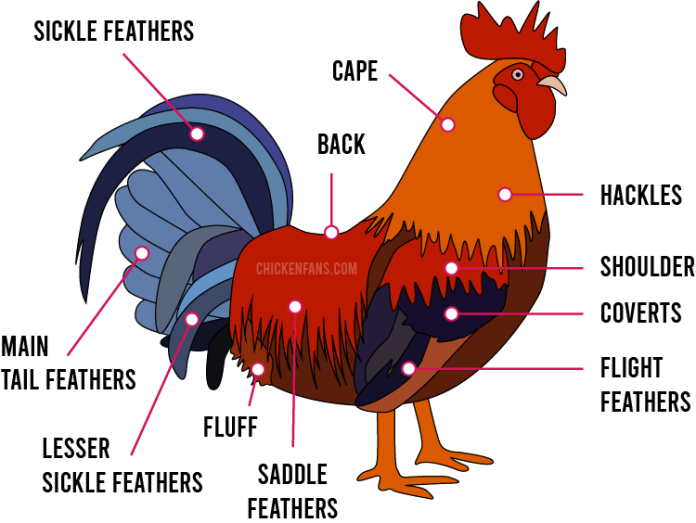 Chicken Feathers Guide Chicken Fans - Chart Shout Fast Feathering Slow Feather Z Linked Chinkens