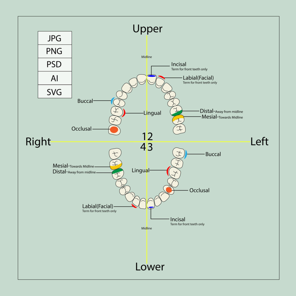 Dental Charting Guide Teeth Parts Guide Charting Dental Student  - Horizon Charting Fast Key For Every Day Med