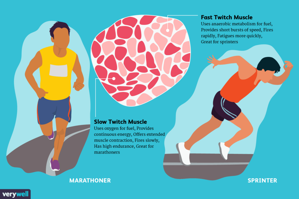 Fast And Slow Twitch Muscle Fiber Types - Fast Twitch And Slow Twitch Muscle Fibers Chart