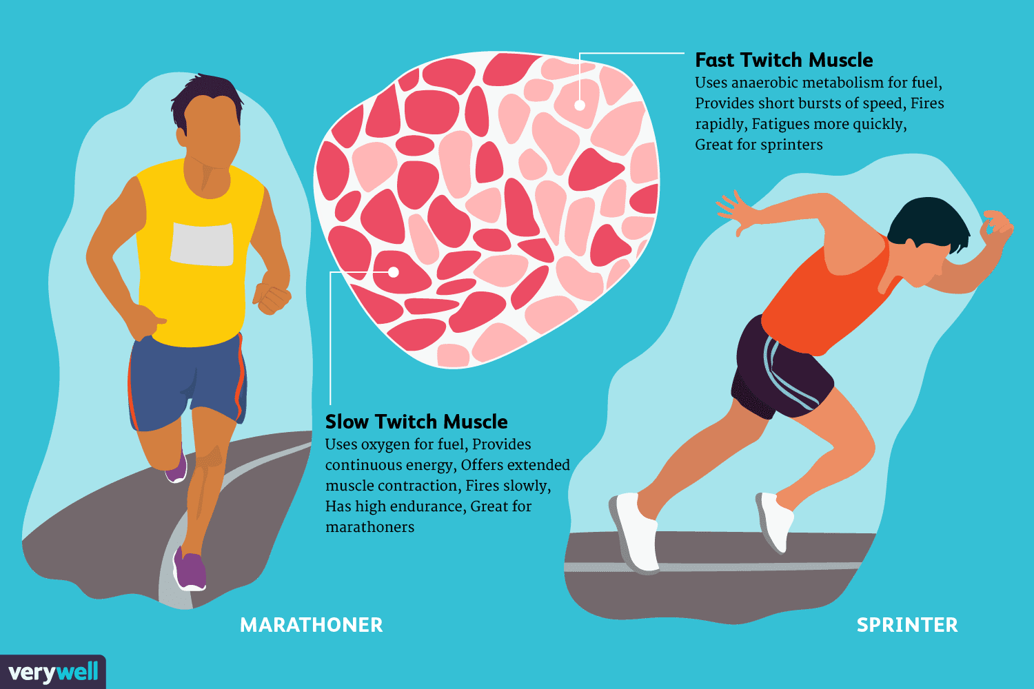 Fast And Slow Twitch Muscle Fiber Types - Fast Twitch And Slow Twitch Muscle Fibers Chart