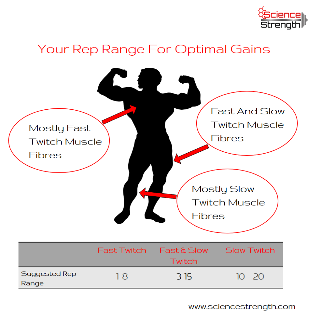 Fast And Slow Twitch Muscle Fibers - Fast And Slow Twitch Muscle Fibers Chart