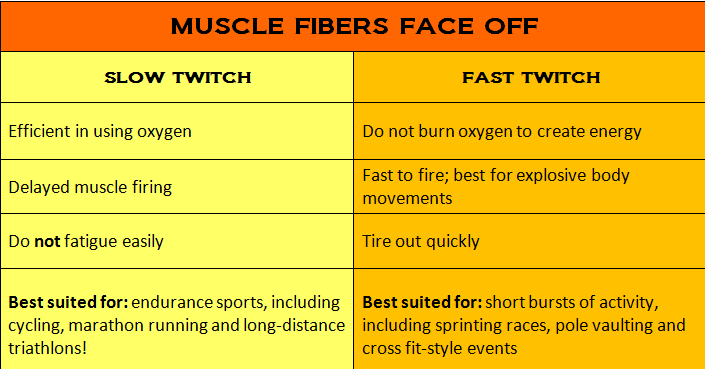 Fast Twitch Slow Twitch Muscle Fibers What s The Difference And Does  - Fast And Slow Twitch Muscle Fibers Chart