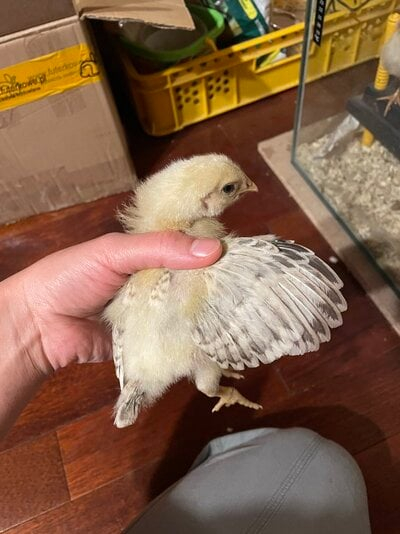 Fast Vs Slow Feathering Of Mixed Breeds BackYard Chickens Learn  - Chart Shout Fast Feathering Slow Feather Z Linked Chinkens