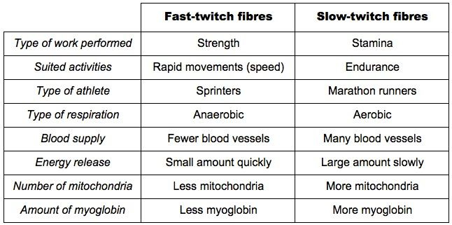 Fast Vs Slow Twitch Muscle Fibers MCAT Physiology Muscle Workout - Fast And Slow Twitch Muscle Fibers Chart