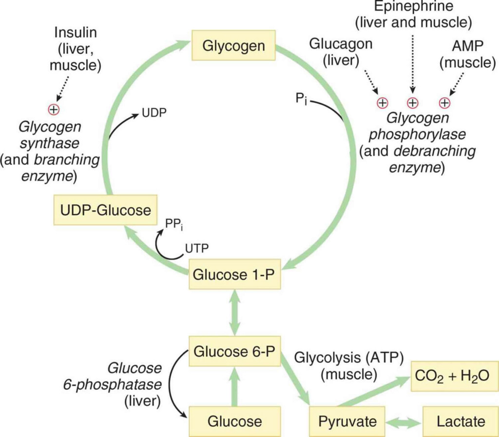 Glycogenolysis Definition Glycogenolysis Steps Pathway - Fasting Insulin Glucagon Glycogen Free Faty Acid Chart