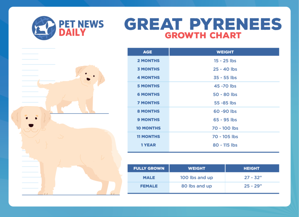 Great Pyrenees Growth Chart How Big Will Your Great Pyrenees Get  - Gog Fast Growth Chart