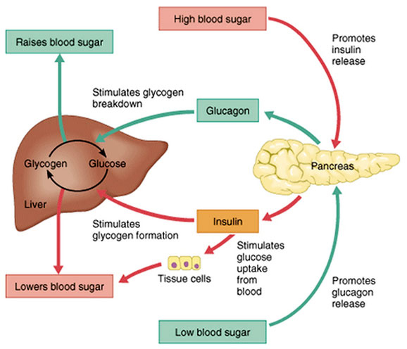 Insulin And How The Body Controls Storage And Burning Of Glucose And  - Fasting Insulin Glucagon Glycogen Chart