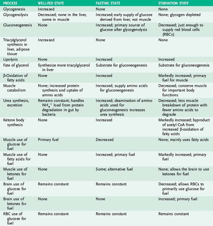 Integration Of Metabolism Basicmedical Key - Fed Starved And Fasting Metabolic States Biocehmsitry Chart