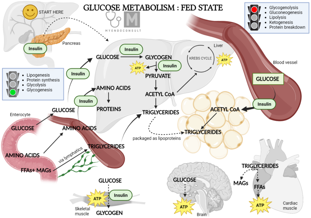 Mechanism Of Action Of Insulin My Endo Consult - Fasting Insulin Glucagon Glycogen Free Faty Acid Chart