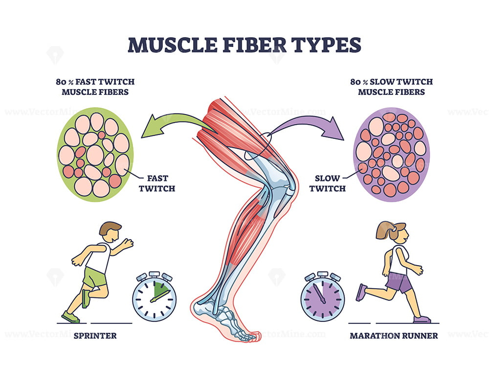 Muscle Fiber Types With Fast And Slow Twitch Fibers Anatomy Outline  - Slow Twitch Fibers Vs Fast Twitch Fibers Chart