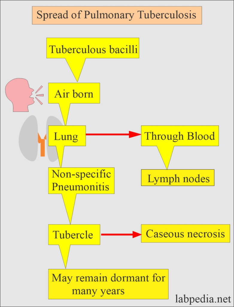 Mycobacterium Tuberculosis Part 4 AFB Stain Acid Fast Bacilli  - Acid Fast Bacilli Chart