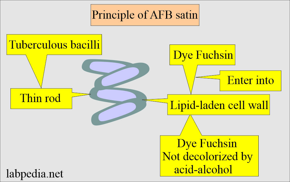 Mycobacterium Tuberculosis Part 4 AFB Stain Acid Fast Bacilli  - Acid-fast Staining Flow Chart