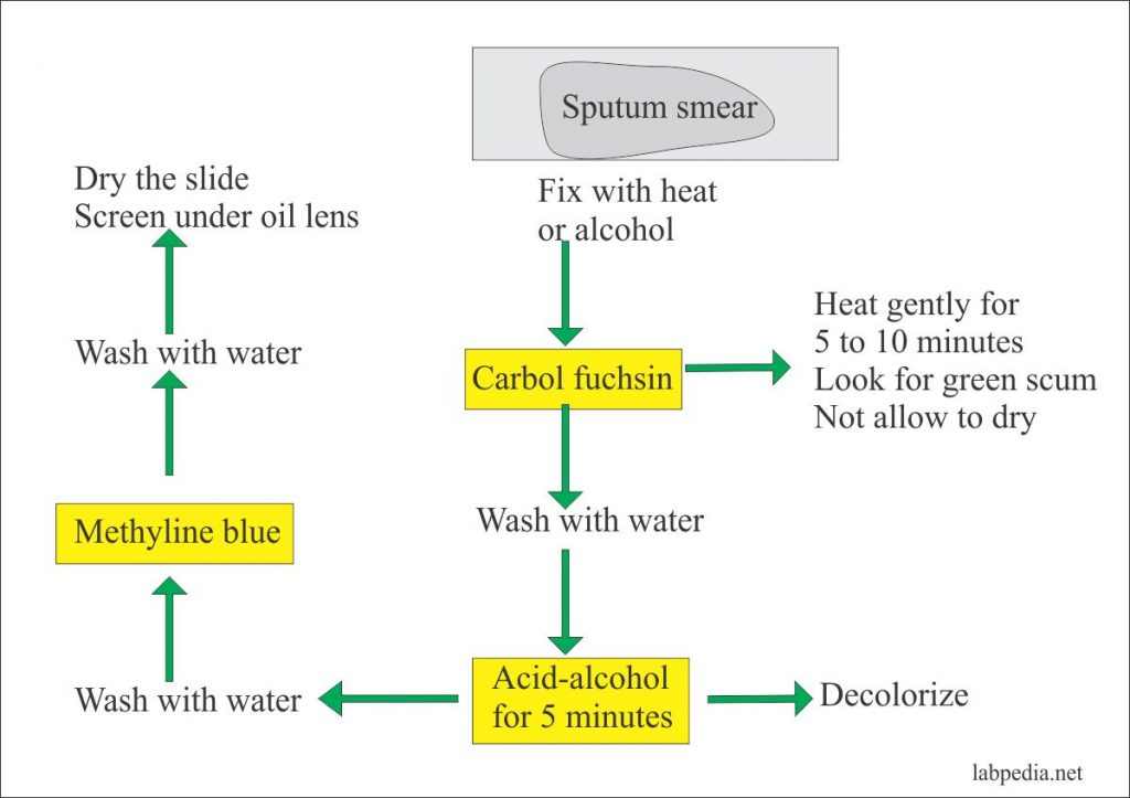 Mycobacterium Tuberculosis Part 4 AFB Stain Acid Fast Bacilli  - Acid Fast Staining Flow Chart