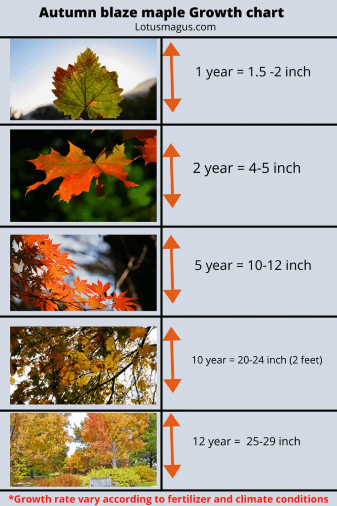 Red Scarlet Maple Tree Growth Rate At Veronica Jackson Blog - Chart Fast Growing Trees Growth Rate