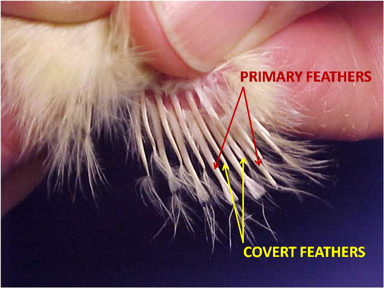 Sex Linked Crosses Animal Food Sciences - Chart Shout Fast Feathering Slow Feather Z Linked Chinkens