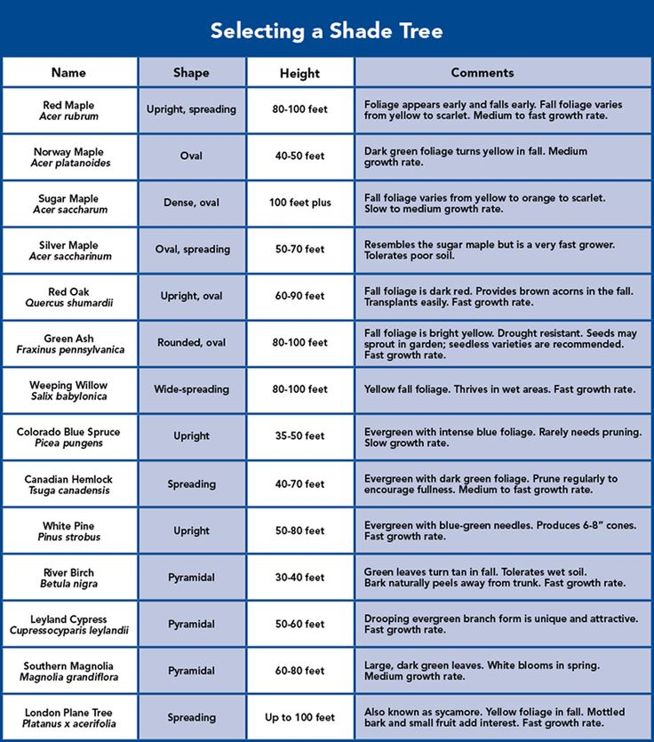 Shade Trees Rate Of Growth Planting Trimming And More Shade Trees  - Chart Fast Growing Trees Growth Rate
