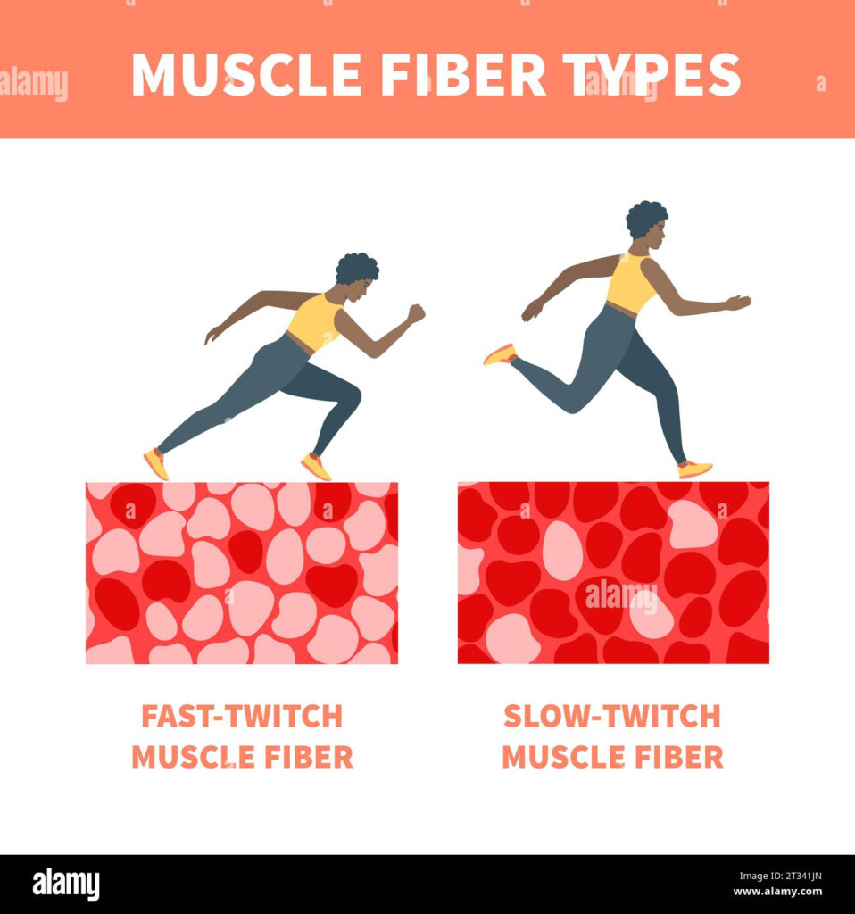 Slow Twitch And Fast Twitch Muscle Fiber Types Illustration Stock  - Fast Twitch And Slow Twitch Muscle Fibers Chart