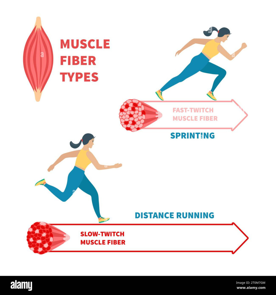 Slow Twitch And Fast Twitch Muscle Fiber Types Illustration Stock  - Slow Twitch Fibers Vs Fast Twitch Fibers Chart