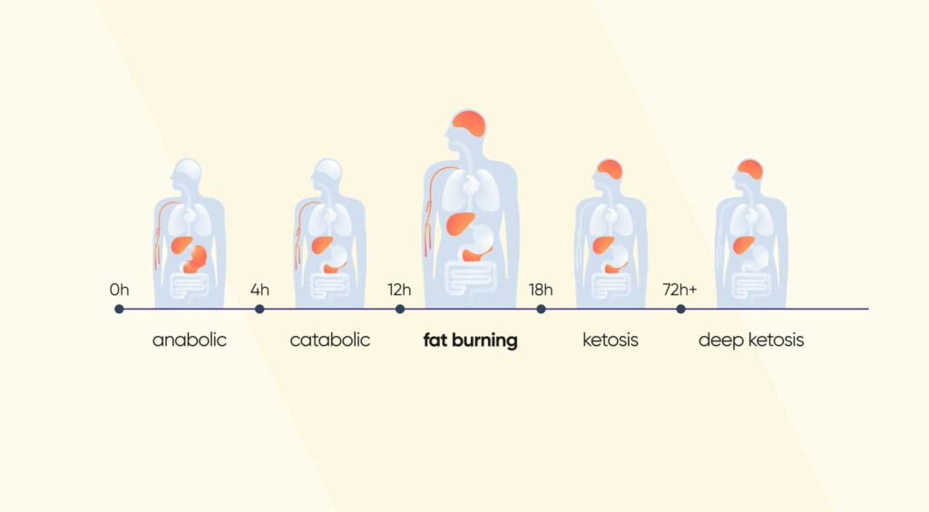 Stages Of Fasting By Hour Fat Burning Stage Kompanion - Intermittent Fasting Fat Burning Chart