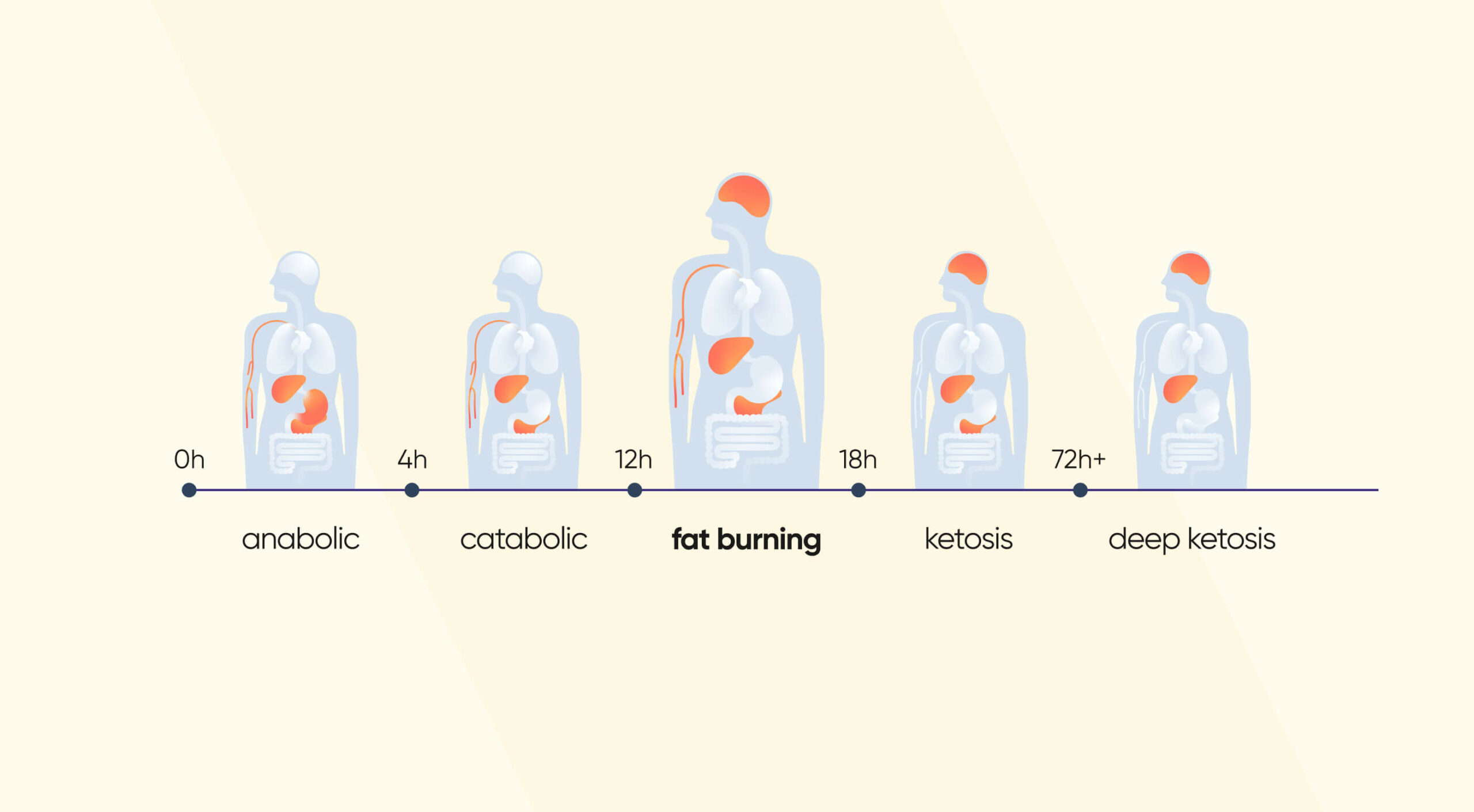 Stages Of Fasting By Hour Fat Burning Stage Kompanion - Fasting Fat Burning Chart