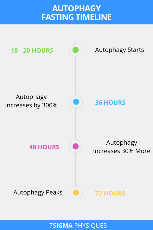 Stages Of Fasting What Happens When You Fast Cuerpo - Rate Of Autophagy While Fasting Chart