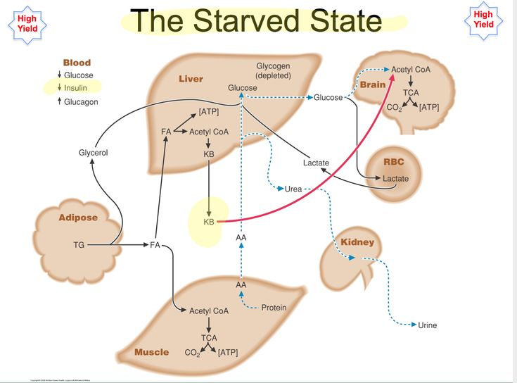 Starved State Metabolism Biochemistry Clinical Chemistry Human  - Fed Starved And Fasting Metabolic States Biocehmsitry Chart