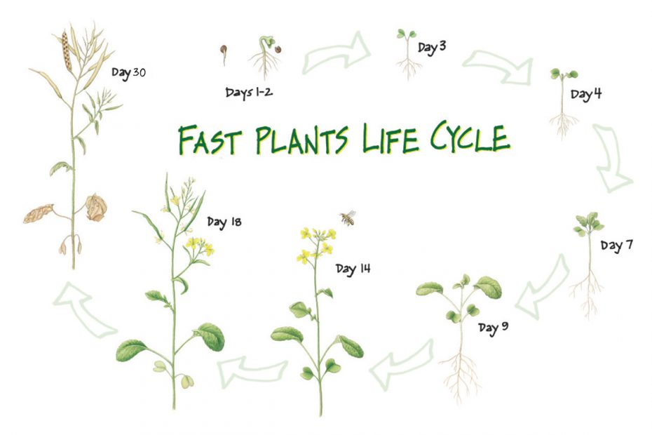 Teaching And Learning Through The Wisconsin Fast Plants Life Cycle - Wisconsin Fast Plant Growth Chart