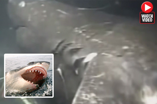 The Meg 100 ton Megalodon Shark STILL Exists In Depths Shock Claim  - Charter Claims 100 Meg But Not Going That Fast