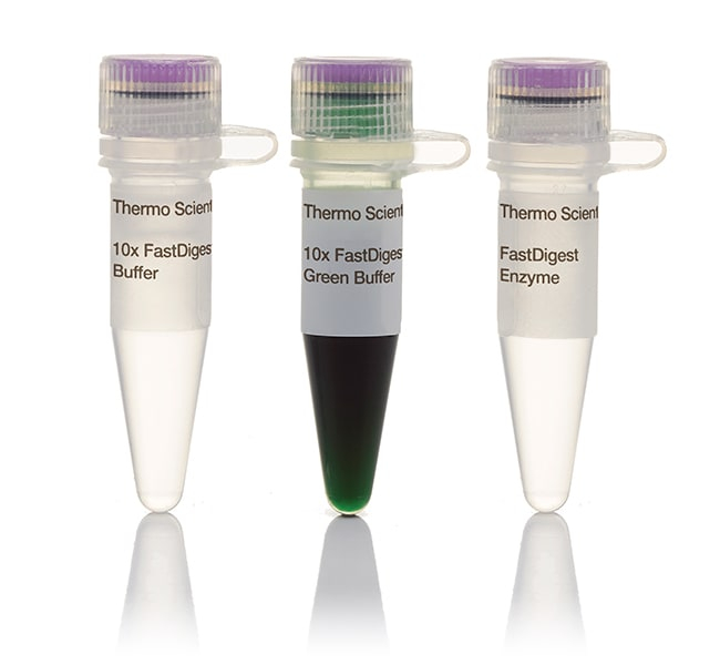 Thermo Scientific FastDigest BcuI Enzimas De Restricci n Enzimas E  - Fast Digest Compatibility Chart
