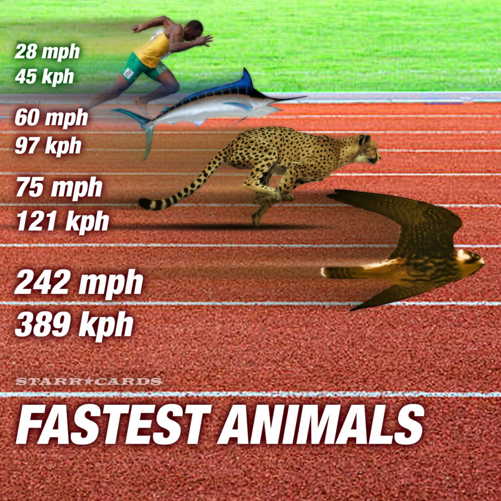 What Bird Is Faster Than A Cheetah 2022 Animalia life club - Chart Always Know Faster Than News