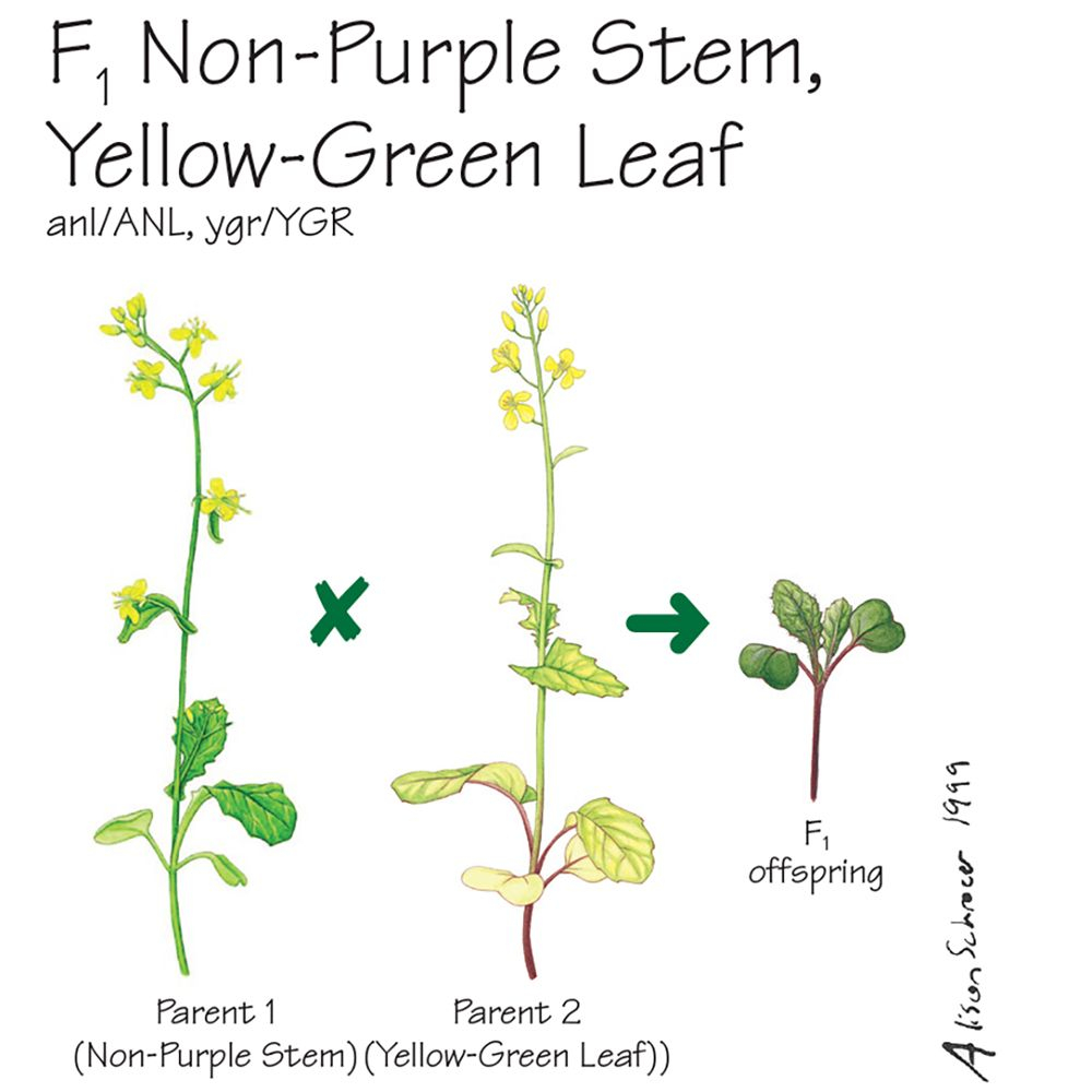 Wisconsin Fast Plants F 1 Non Purple Stem Yellow Green Leaf Seed F 1  - Wisconsin Fast Plants Leaf Color Chart
