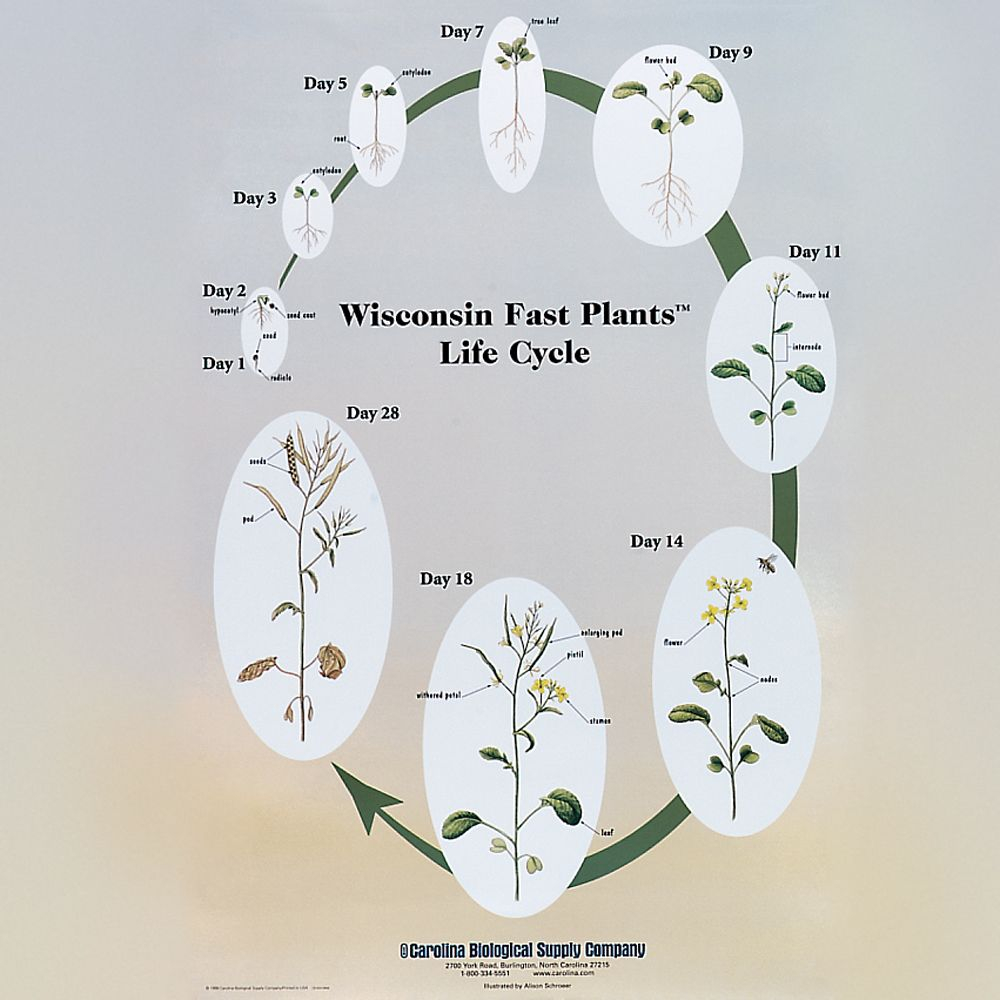 Wisconsin Fast Plants Poster Carolina Biological Supply - Wisconsin Fast Plant Growth Chart